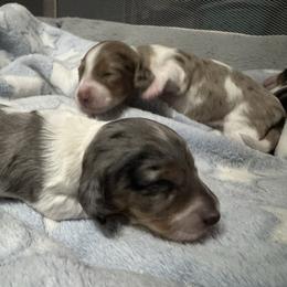 Skye - Dapple female Dachshund puppy in Copperas Cove, Texas from Creme de la Creme Dachshunds