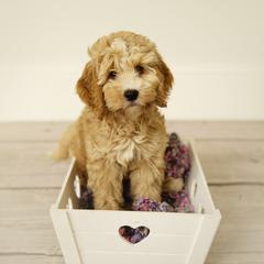 Australian Cobberdog Puppies from Livlander Australian Cobberdogs