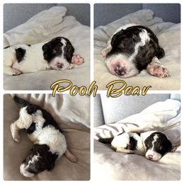 Goldendoodle and Poodle Puppies from Wonderland Kennel