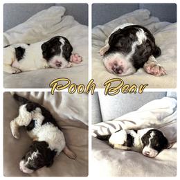 Goldendoodle and Poodle Puppies from Wonderland Kennel