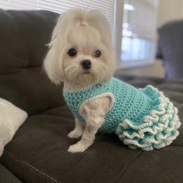 Maltese Puppies from B&O Maltese