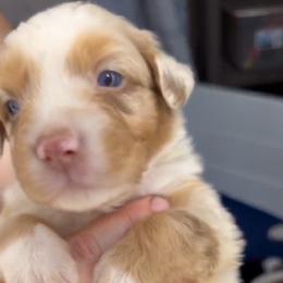 Ridge AKC Tailed - Red merle male Australian Shepherd puppy in Inverness, Florida from Swamp Puppy Canine Kennel