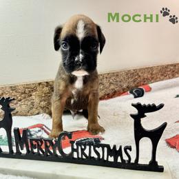 Mochi - Fawn male Boxer puppy in Cicero, New York from MK Boxer Haven of CNY