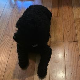 Bella - Poodle