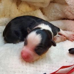 Miniature Australian Shepherd Puppies from Barnyard Mini Aussies