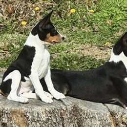 Basenjis from Malachite Basenjis