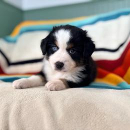 Cedar (full tail) - Black tri male Miniature American Shepherd puppy in Olympia, Washington from Shamayim Acres ~ Miniature American Shepherds