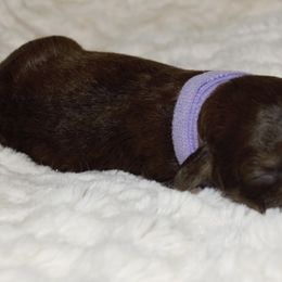 Girl 1 - Poodle puppy in Miami Dade County, Florida from RoyalPaws_Miami