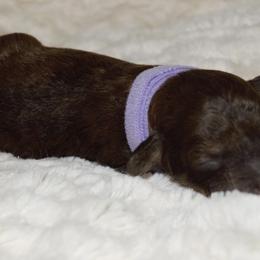 Girl 1 - Poodle puppy in Miami Dade County, Florida from RoyalPaws_Miami