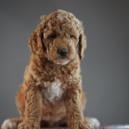 Tinsel - Red female Bernedoodle puppy in Caldwell, Idaho from Boise Doodle Co.