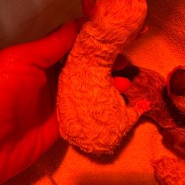 Jessie - Parti female Poodle puppy in Kentucky from Deerly Poodles