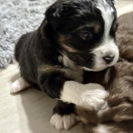 Christmas Coal Doodle - Black tri-color male Aussiedoodle puppy in Charlestown, Indiana from Forever Aussies and A Doodle