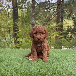 Eden - Red  female Goldendoodle puppy in Roseburg, Oregon from Dbos Furry Friends
