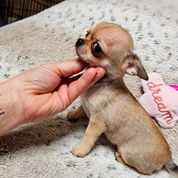 North - Fawn male Chihuahua puppy in Ligonier, Indiana from Country Charm Chihuahuas