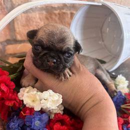 Purple collar - Fawn female Pug puppy in Tucson, Arizona from Furever Friends
