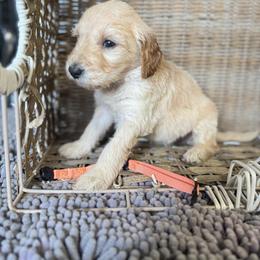Orange collar - Apricot male Goldendoodle puppy in Valdosta, Georgia from Fifth Day Farm