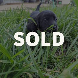 Dilute Retriever and Labrador Retriever Puppies from LC Hunting Labs, LLC.