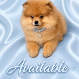 Mickey - Orange male Pomeranian puppy in Florida from Puppies Forever 💙❤️🐶