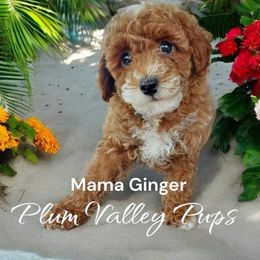 Ginger - Poodle