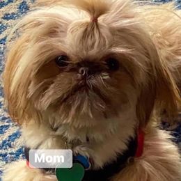 Chloe - Shih Tzu