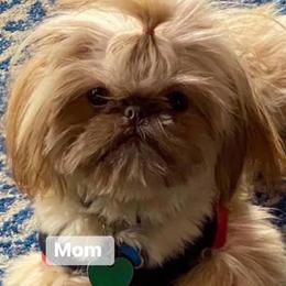 Chloe - Shih Tzu