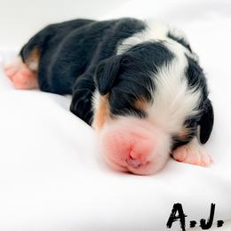 A.J. - Tri-color male Bernedoodle puppy in Tipton, Indiana from Country Creek Doodles