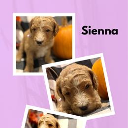 Sienna - Apricot female Goldendoodle puppy in Bluefield, Virginia from Love on a Leash