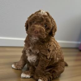 Solo Noel - Red  female Poodle puppy in South Jordan, Utah from Diamond Companions
