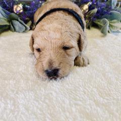 Bernedoodle and Labradoodle Puppies from Royal Doodles