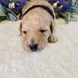 Bernedoodle and Labradoodle Puppies from Royal Doodles