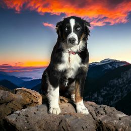 Opal - Australian Shepherd