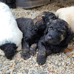 Poodle Puppies from Delovely Standard Poodles