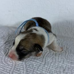 Blue Collar Male - Red male Pembroke Welsh Corgi puppy in Victoria, Texas from Clear Creek Corgis