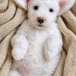 Sawyer - Apricot male Aussiedoodle puppy in Byron, Georgia from Southern Olive Doodles 🫒