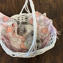 Boy 3 - Blue merle male Miniature Australian Shepherd puppy in Doddridge, Arkansas from Huddleston Farm