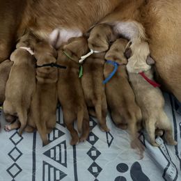 Golden Retriever Puppies from Golden Paws