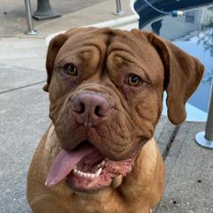 Dogues de Bordeaux from KEB'Bordeaux
