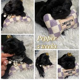 Pepper - Black and white female Shih Tzu puppy in Coolidge, Arizona from Shih Tzu’s  ‘N’ Love
