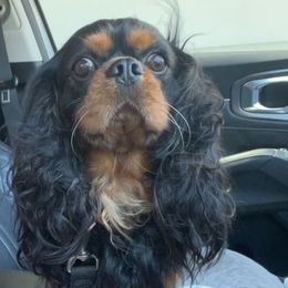 Louie - Cavalier King Charles Spaniel