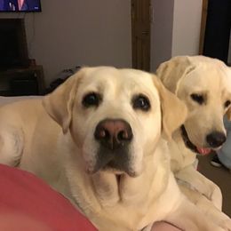 "Momma Bailey, daughter Maggie " Labrador Retriever All Grown Up from Clark’s Labrador Retrievers