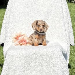 Evie - Chocolate and cream female Dachshund puppy in Terre Hill, Pennsylvania from Pine Grove Dachshund