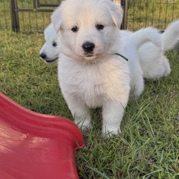 Green boy - White male Berger Blanc Suisse puppy in Wilmington, North Carolina from Supernova Swiss Shepherds