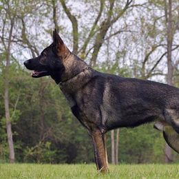 Draco - German Shepherd