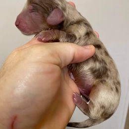 Dachshund Puppies from Aviator's Dachshunds