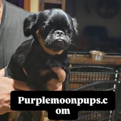 Diva - Black and tan female Brussels Griffon puppy in Burton, Michigan from Purple Moon Pups
