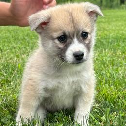 B2 - Sable male Border Collie puppy in Milton, Pennsylvania from C&C Border Collies