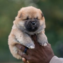 Wooly Male - Red male Shiba Inu puppy in Hephzibah, Georgia from Evenfalls Shiba Inu