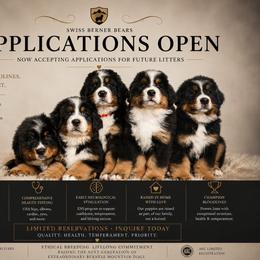 Bernese Mountain Dog puppies from Swiss Berner Bears
