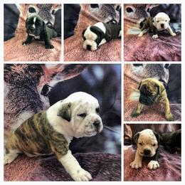Olde English Bulldogge Puppies from Gods Of Olympus Bulldogges