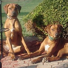 Cavalier King Charles Spaniels, Rhodesian Ridgebacks, and Salukis from Tubila